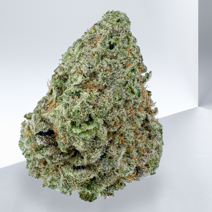 310-CINDERELLA-99-SATIVA.jpg
