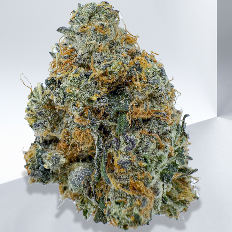 427-Gorilla-Gelato.jpg